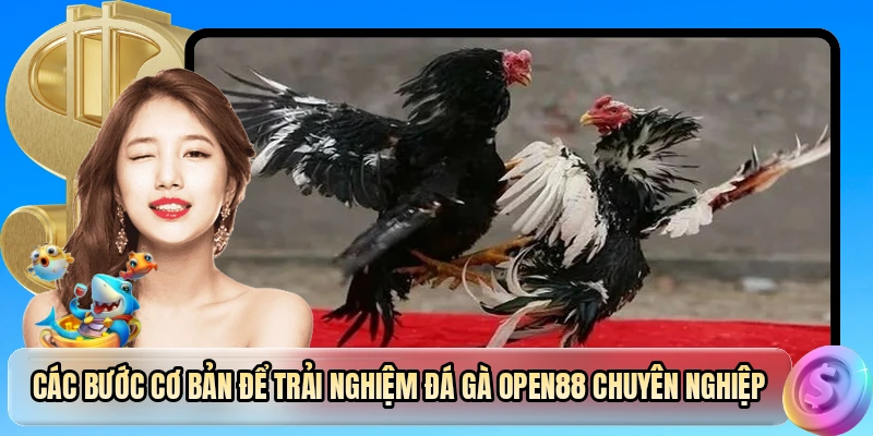 Các bước cơ bản để trải nghiệm đá gà OPEN88 chuyên nghiệp